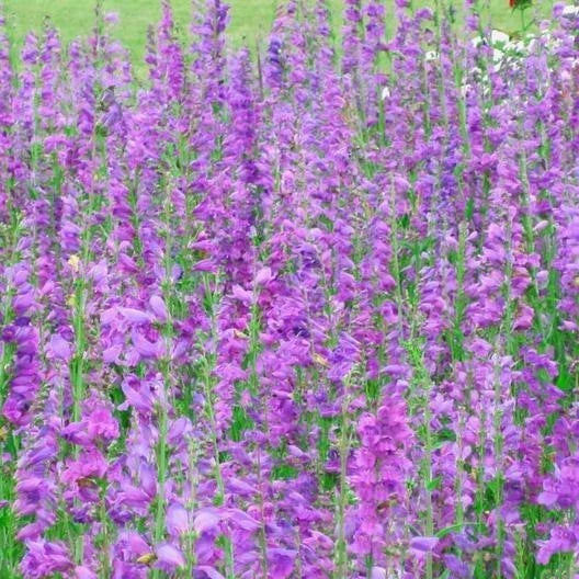 Penstemon Seeds 500 Non-GMO Rocky Mountain Beardtongue Perennial for Hummingbirds & Pollinators