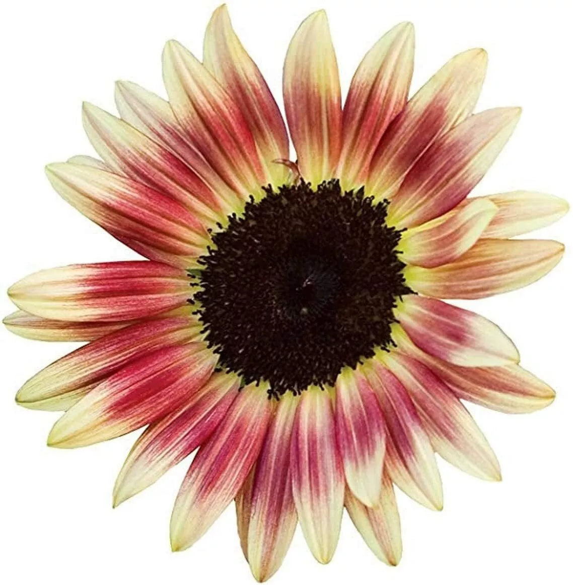 Strawberry Blonde Sunflower Seeds 20 Count Pink Yellow Helianthus annuus