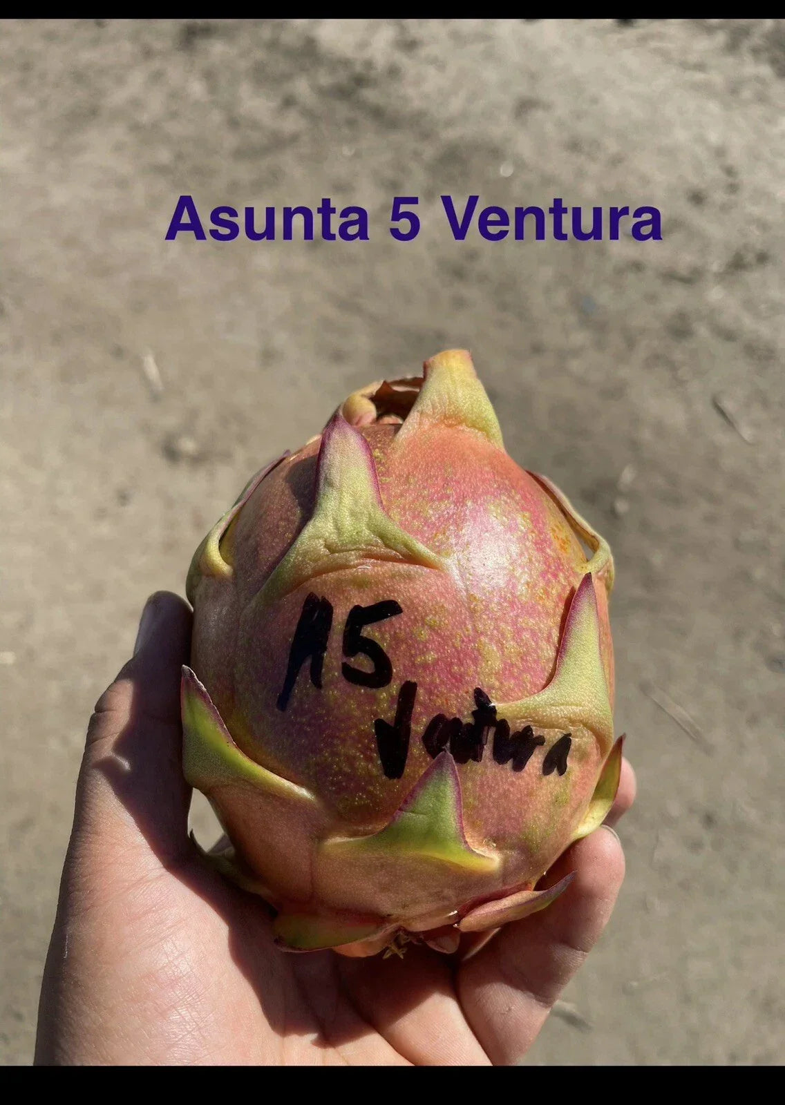 Mature Plant Cuttings 12-17 Inches ASUNTA 5 VENTURA Variety for Propagation, Gardening, Indoor & Outdoor Planting