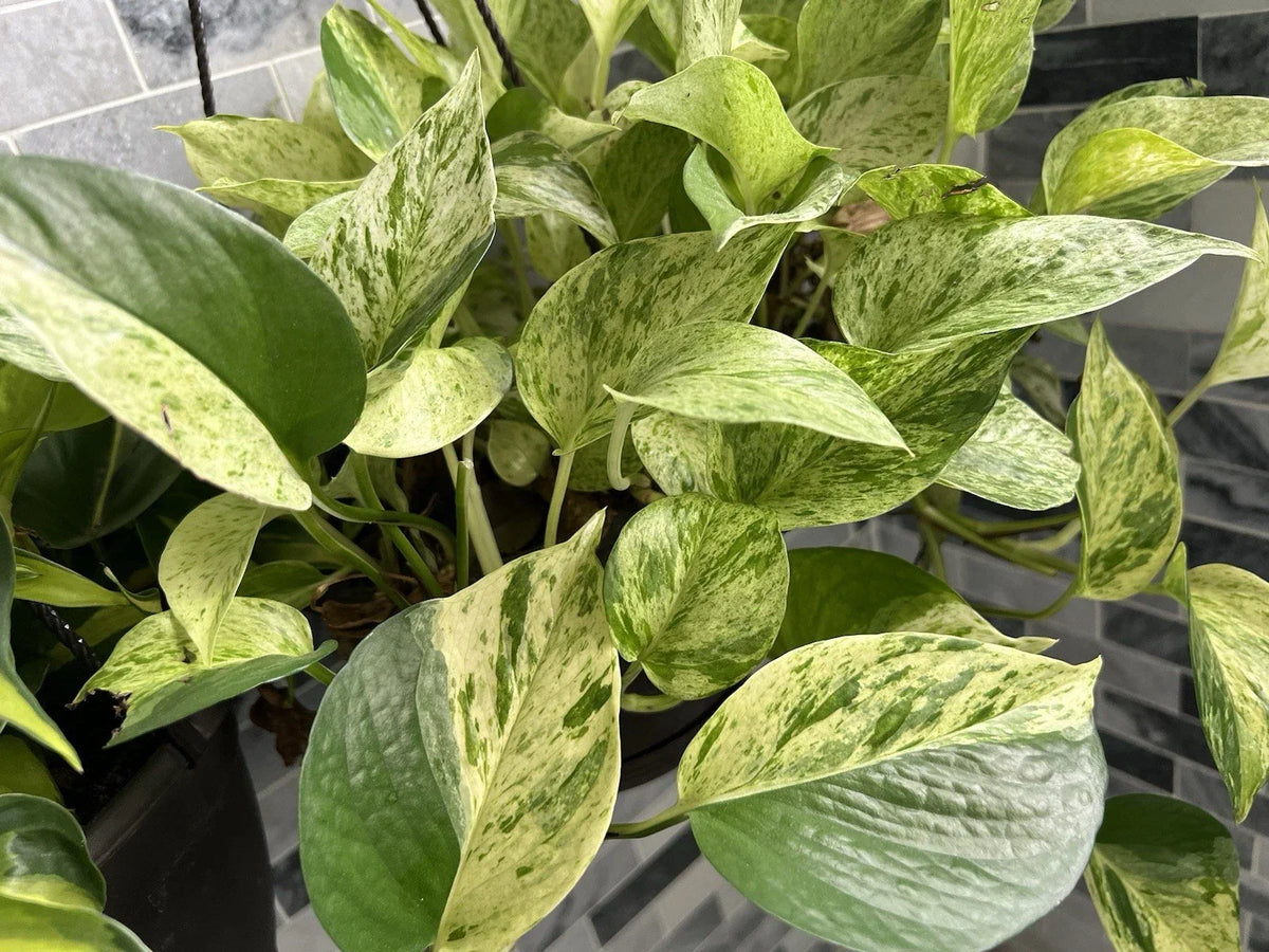 Marble Queen Pothos Cuttings Bundle - Variegated Epipremnum aureum Trailing Plant - Indoor Houseplant Collection
