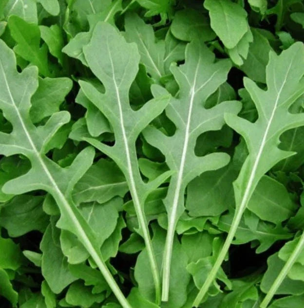 Rocket Arugula Microgreens Seeds – Non-GMO Spicy Salad Herb, Eruca sativa, 500 Seeds