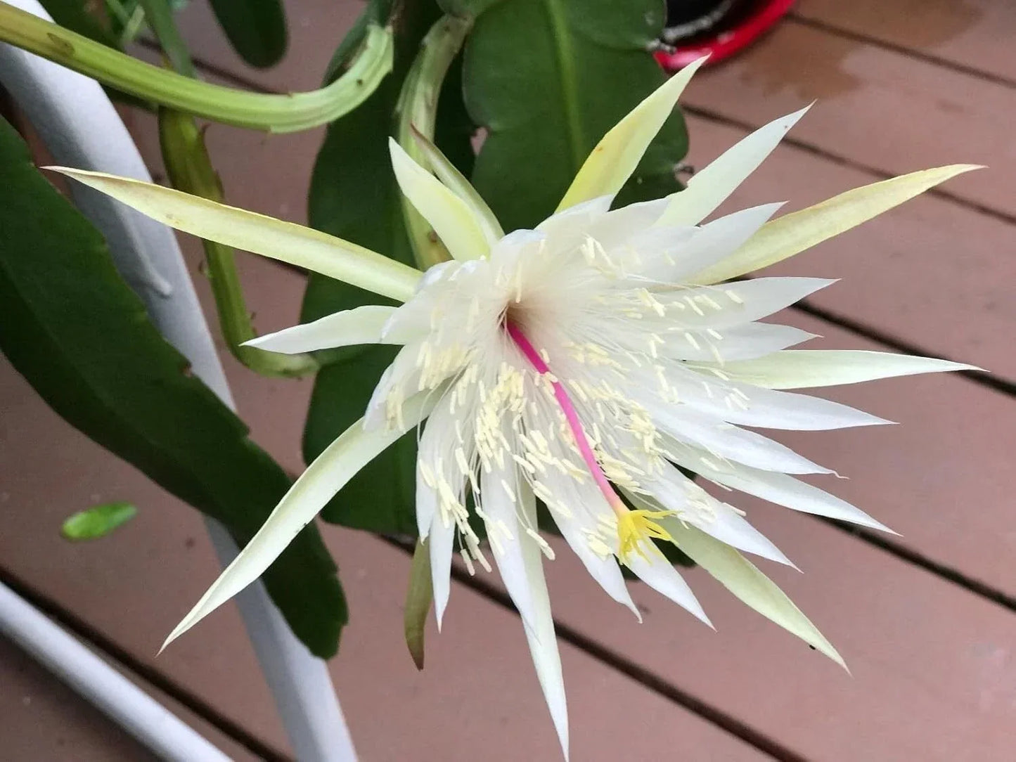 Epiphyllum Orchid Cactus Cuttings – Night Blooming Cereus Hookeri Strictum – 3 Pieces for Indoor & Outdoor Gardening