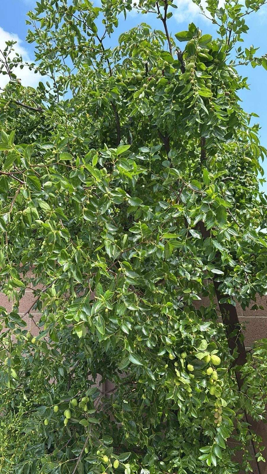 Jujube Tree Cuttings 5pcs | Ziziphus jujuba | Organic Fruit Tree Propagation Supplies