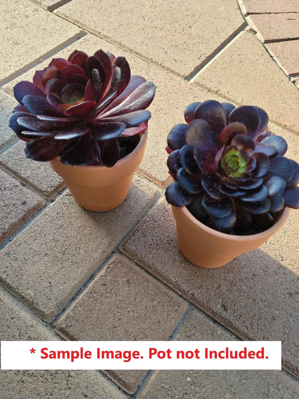 Black Rose Aeonium Arboreum Succulent Cuttings 6-8" | Dark Purple Rosettes | Indoor & Outdoor Garden Plants