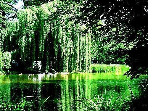 8 Weeping Willow Tree Cuttings - Salix babylonica - Golden Weeping Arching Canopy