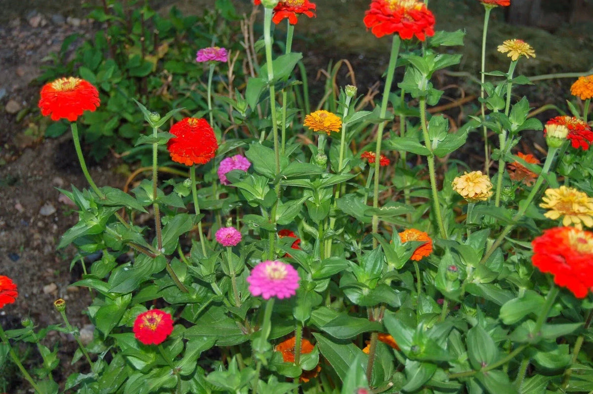 Zinnia Pumila Seeds - 200+ Mixed Colorful Blooms - Garden Flower Seeds for Borders & Containers - Zinnia elegans
