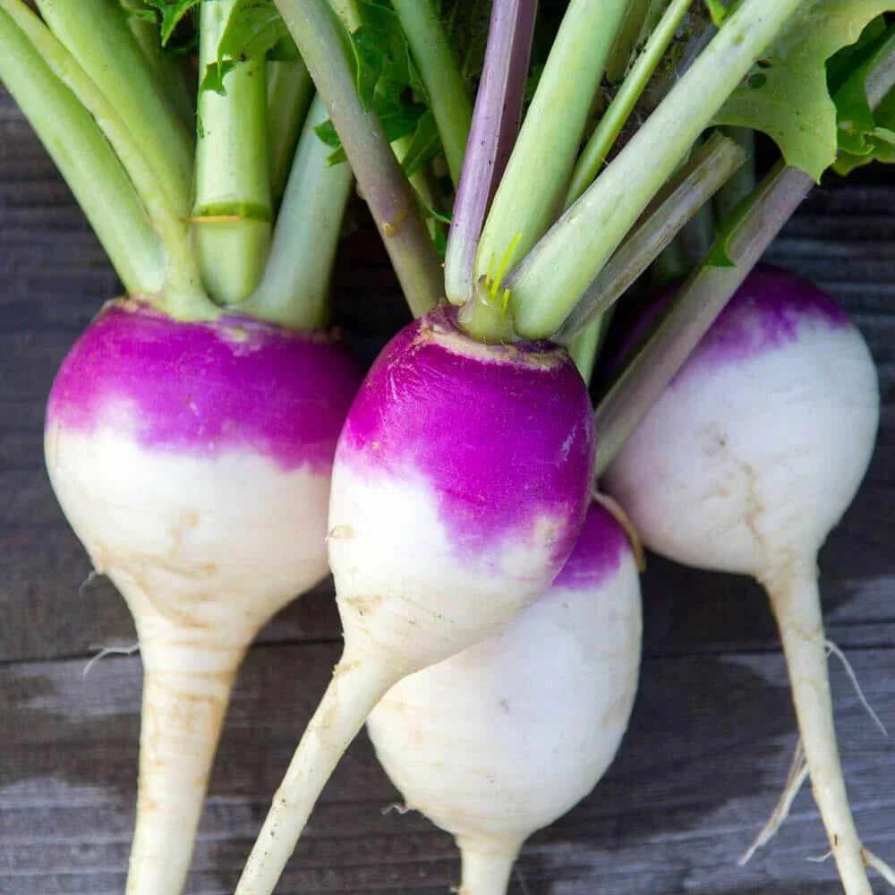 Purple Top White Globe Turnip Seeds - 50+ Non-GMO Heirloom Seeds for Vegetable Gardening