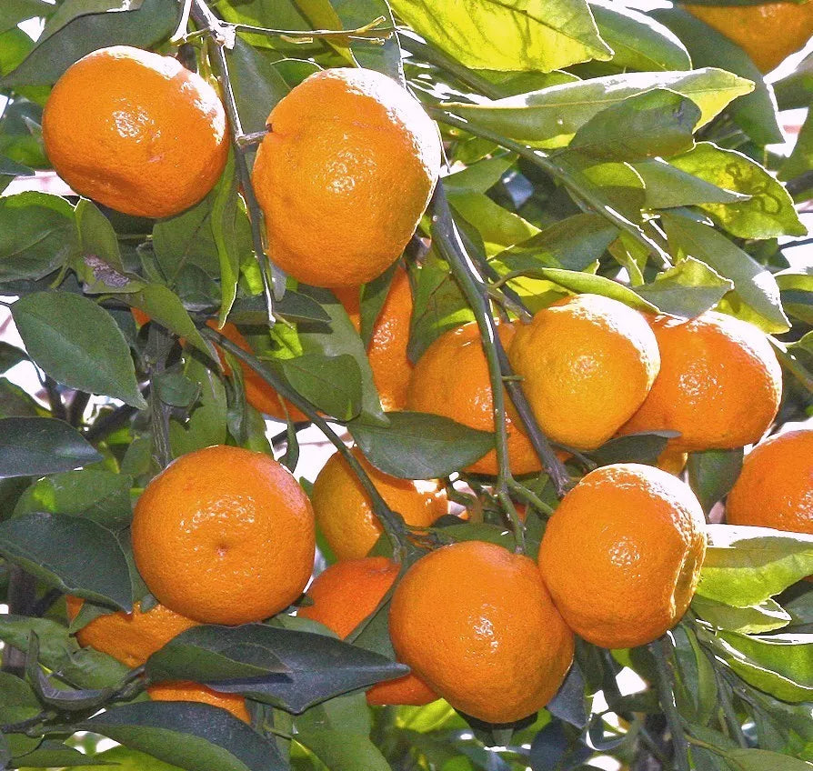 Satsuma Mandarin Orange Tree 3-6" Seedling | Citrus reticulata Live Plant