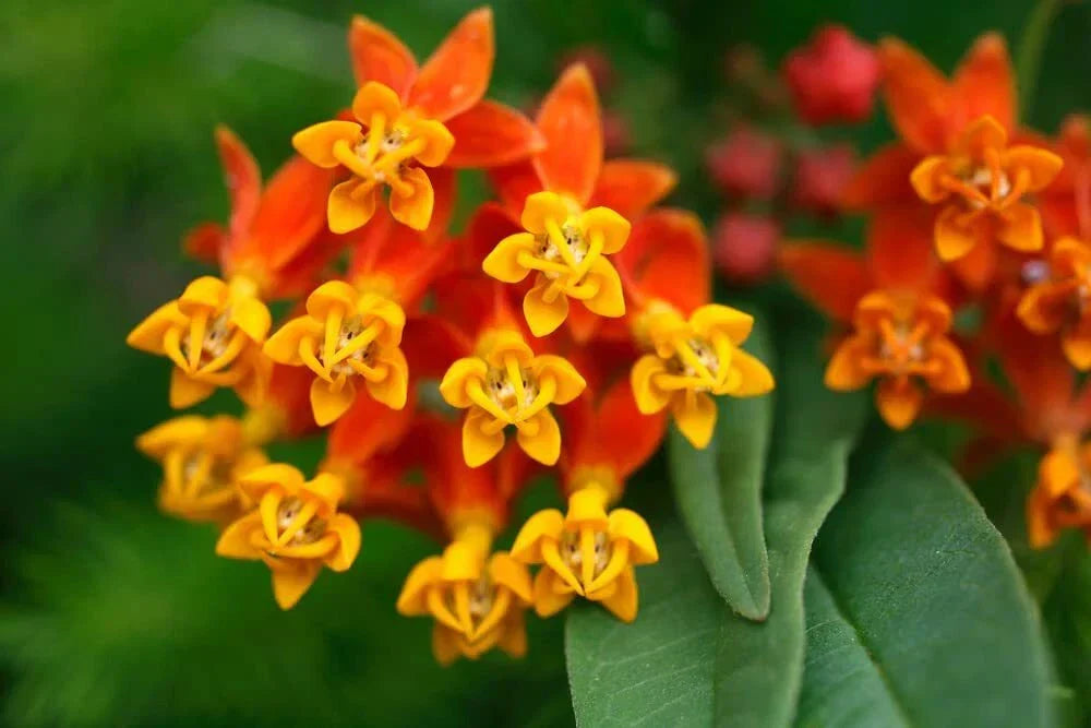 Tropical Milkweed Seeds - 250 Count - Monarch Butterfly Host Plant Asclepias curassavica