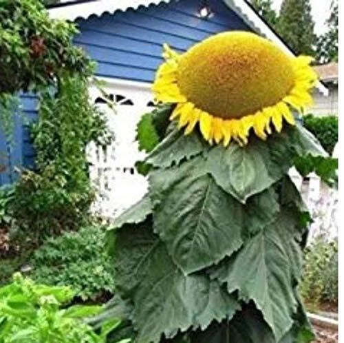 Mongolian Sunflower Seeds | 10 Count | Helianthus annuus | Tallest Sunflowers
