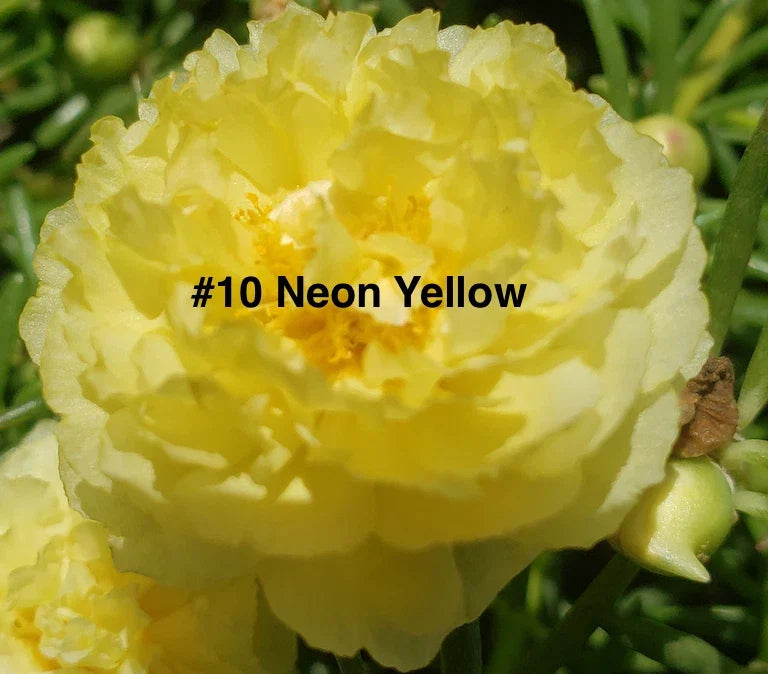 Moss Rose Cuttings - 10 Unrooted Neon Yellow Portulaca Grandiflora for Garden, Containers, Drought Tolerant
