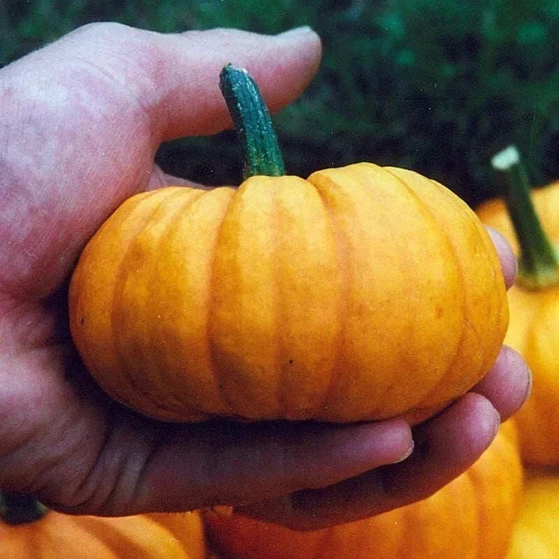 Jack Be Little Pumpkin Seeds - Organic Non-GMO Heirloom Seeds for Miniature Cucurbita pepo, Compact Plant, Perfect for Fall Decor & Gardening
