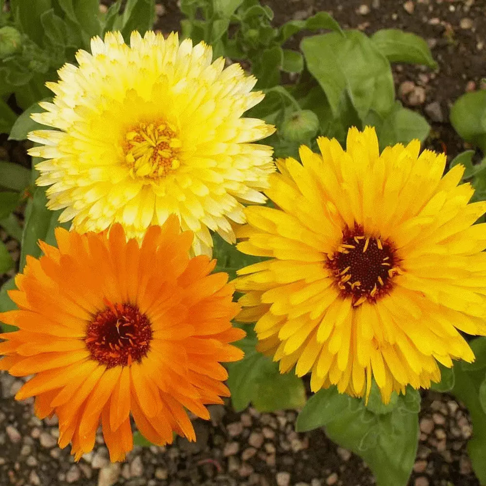 Calendula Seeds - 100 Organic Pacific Beauty Variety - Calendula officinalis - Bright Orange & Yellow Flowers