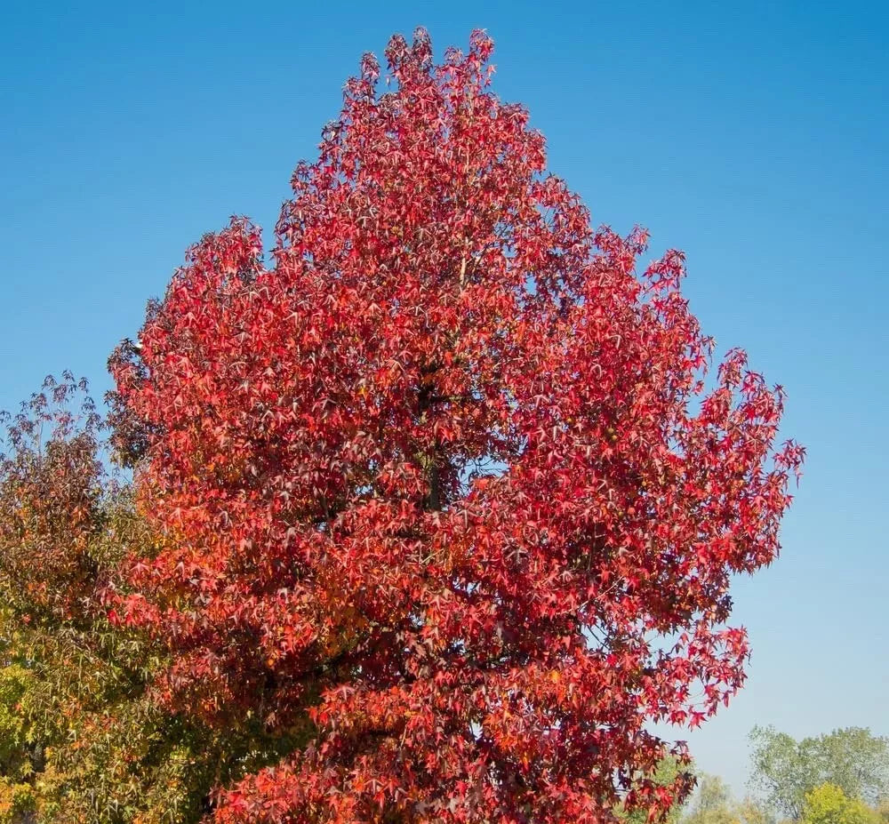 Sweet Gum Tree Seedlings - Liquidambar styraciflua - 1 to 3 Feet Tall for Landscaping