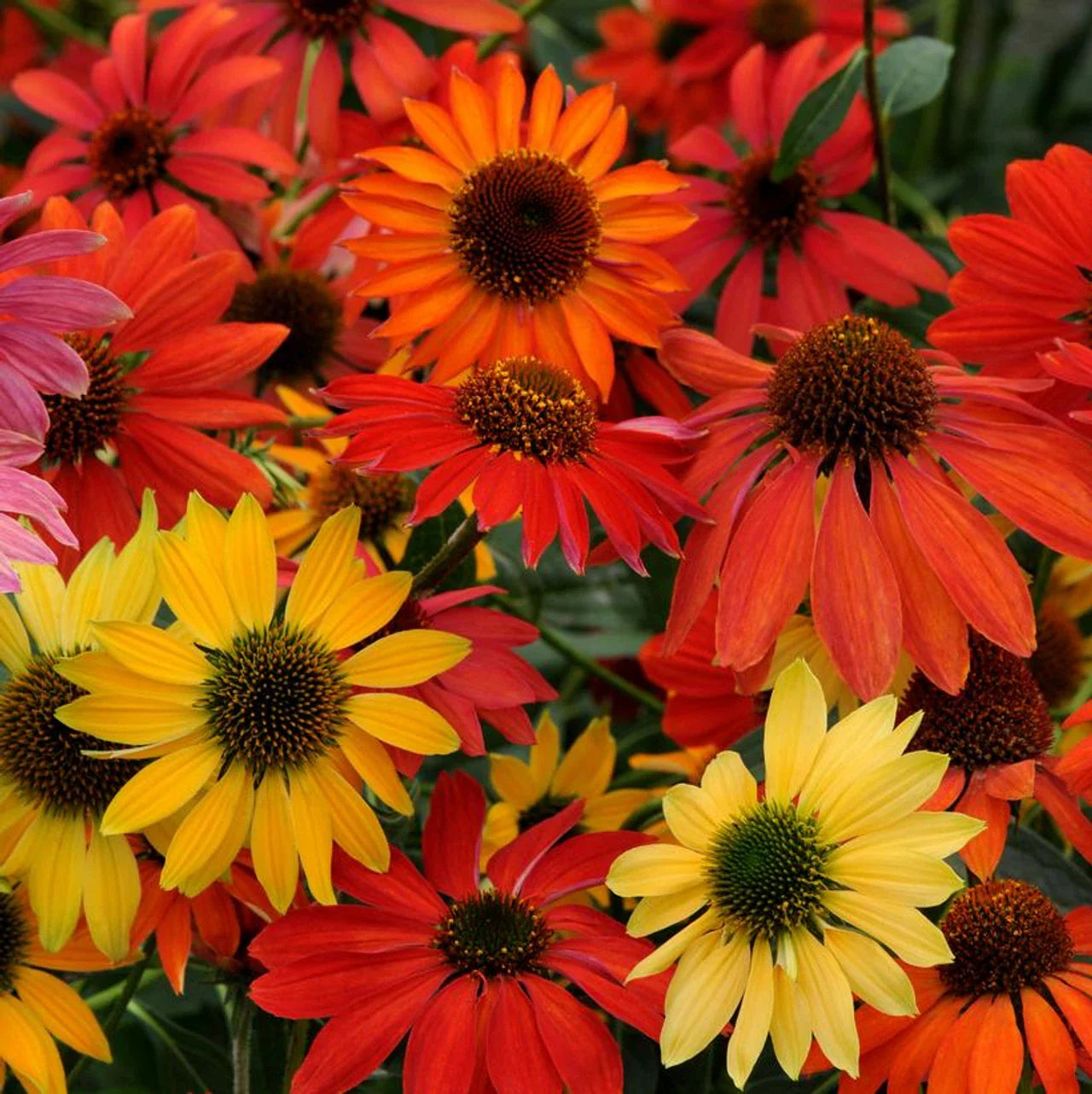 50 Cheyene Spirit Coneflower Seeds - Echinacea Purpurea - Perennial Blooming Flowers for Garden