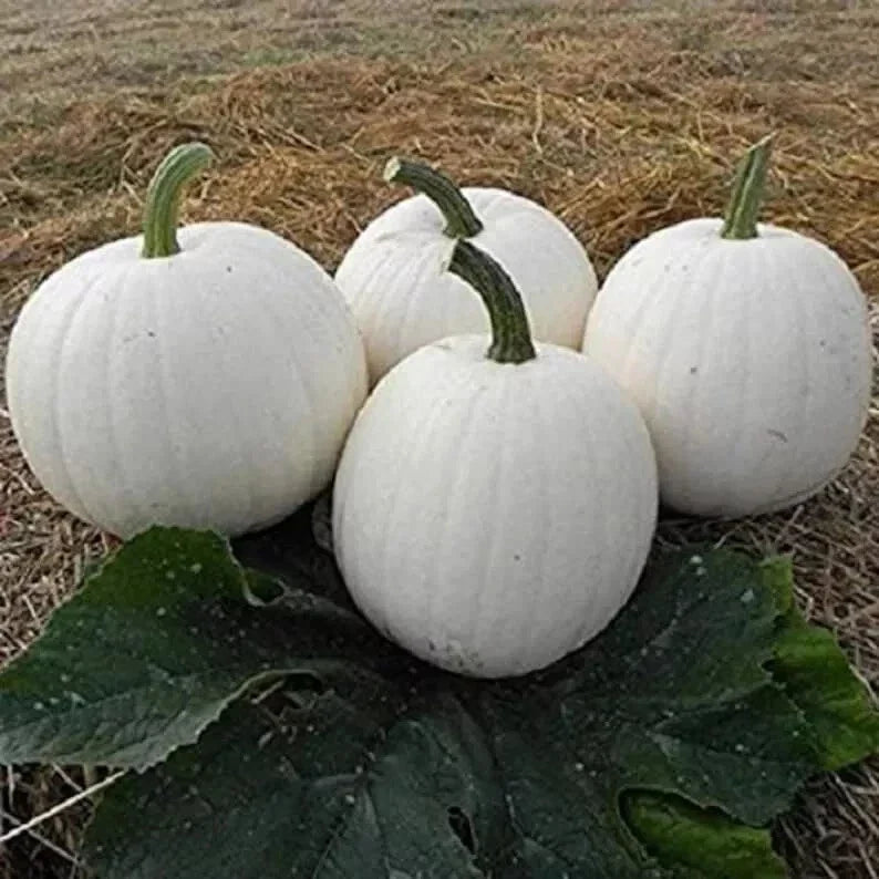Casper White Pumpkin Seeds - 10 Pack Non-GMO Cucurbita pepo Rare White Pumpkin for Decoration & Edible Use