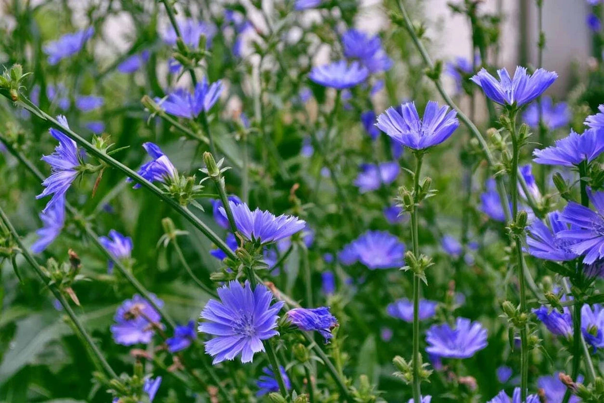 Chicory Seeds 1 LB Italian Dandelion Cichorium intybus Non-GMO Deer Plot Coffee Weed Seeds for Wildlife and Garden