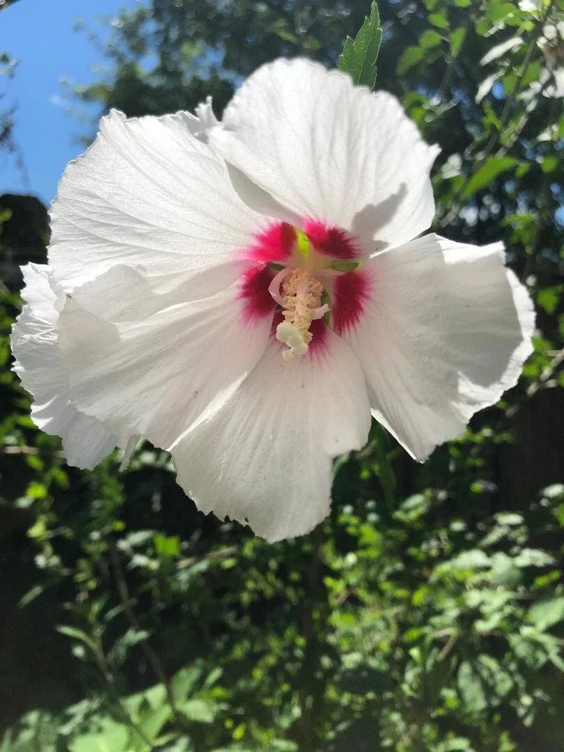 Hibiscus Cuttings 5x8" Helene White Red Center Rose of Sharon Syriacus Plant