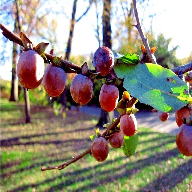 Date Plum Fruit Tree Seeds, Organic Diospyros Lotus, Mediterranean Persimmon, Home Garden Plant Seeds, Non-GMO