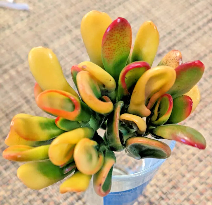 Variegated Crassula Ovata 'Gollum' - 2" Rooted Jade Plant - Rare Succulent Indoor Houseplant