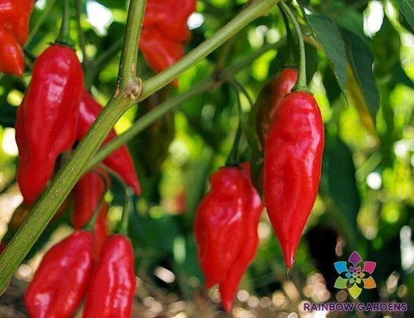 Hot Paper Lantern Pepper Seeds - 25+ Capsicum chinense Seeds - USA Grown