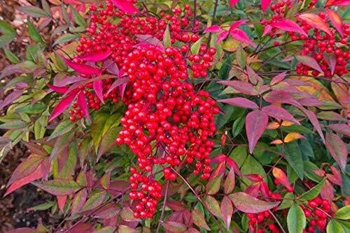 Heavenly Bamboo Seeds - 20 Pack - Nandina domestica - Made in USA
