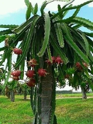 Dragon Fruit Cuttings - Purple Flesh & Pink Skin - Hylocereus undatus - 2 Pack, Over 10 Inches, Tropical Cactus Propagation