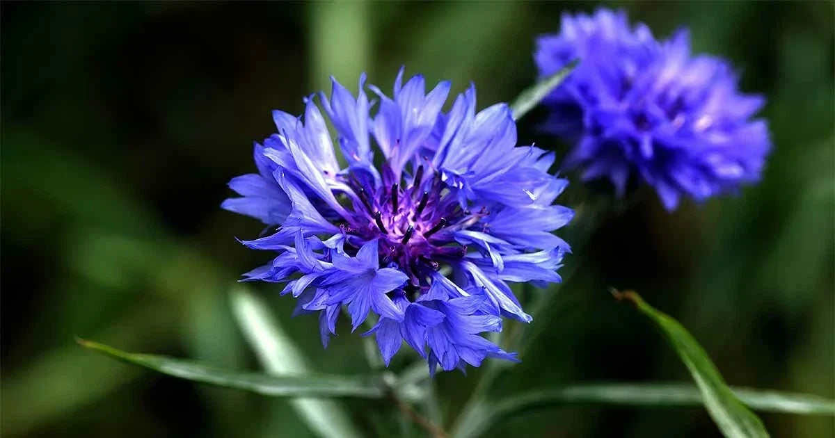 Tall Blue Cornflower Seeds - Wildflower Variety, Centaurea cyanus, Attracts Pollinators, Easy to Grow, Free Shipping