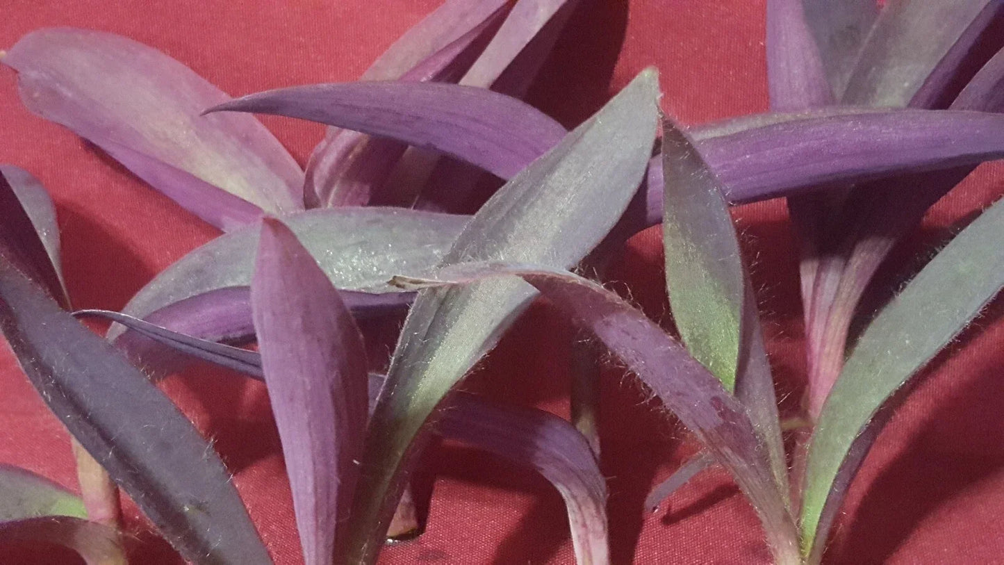 Live Purple Heart Plant Cuttings - Tradescantia pallida - 10 Pack, 3-5 Inches Long, Indoor & Outdoor Gardening, Easy Care, Vibrant Foliage