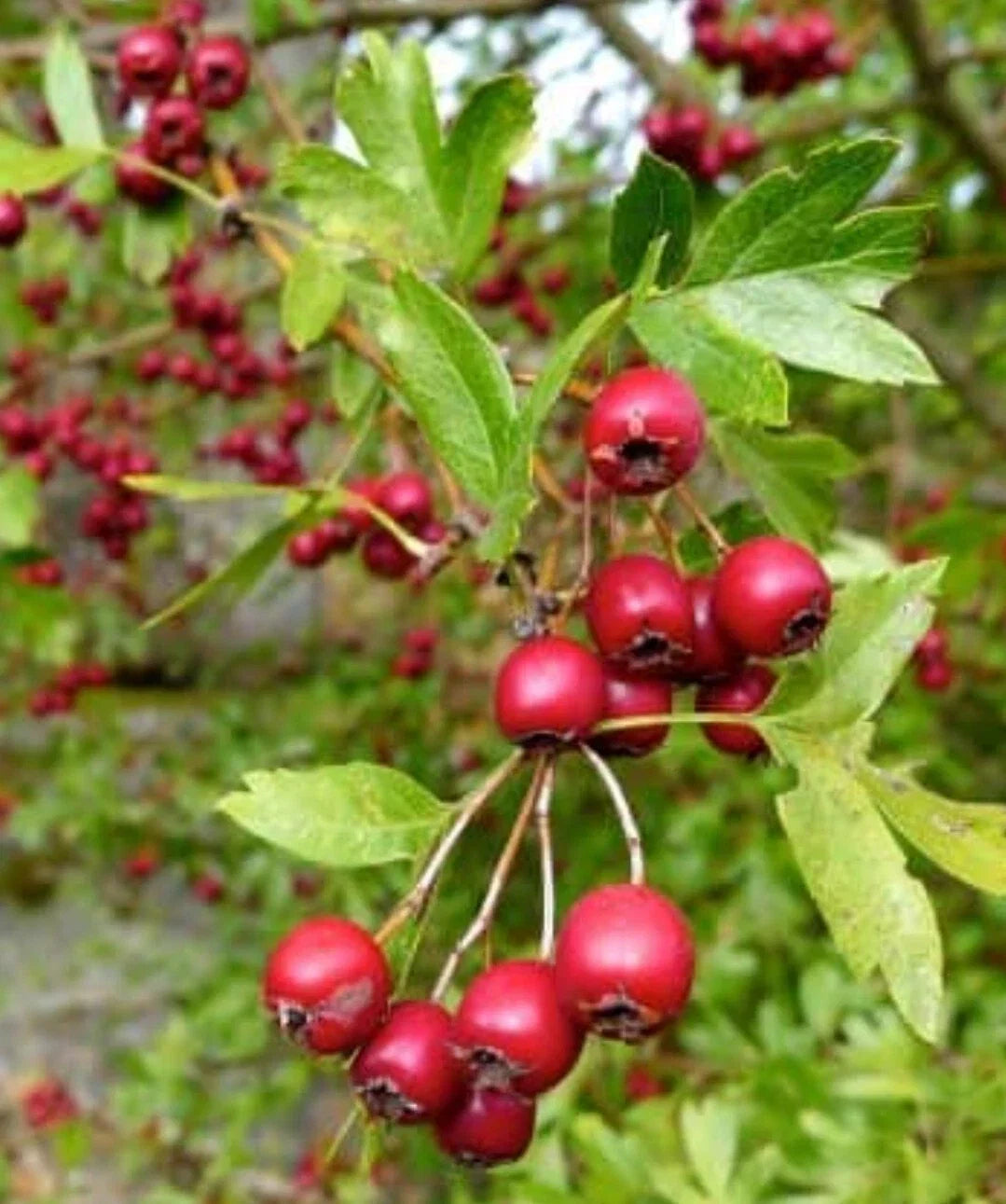 Organic Hawthorn Berry Seeds - Crataegus spp. - Hardy Shrub for Gardens and Wildlife Attracting