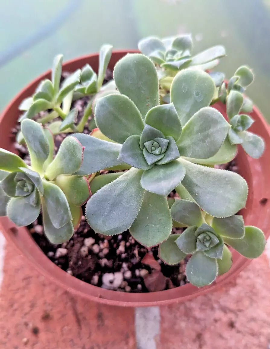 Aeonium Haworthii Succulent Potted Plant - Large 6" Diameter, Mature 4-Year-Old, Indoor Outdoor Houseplant