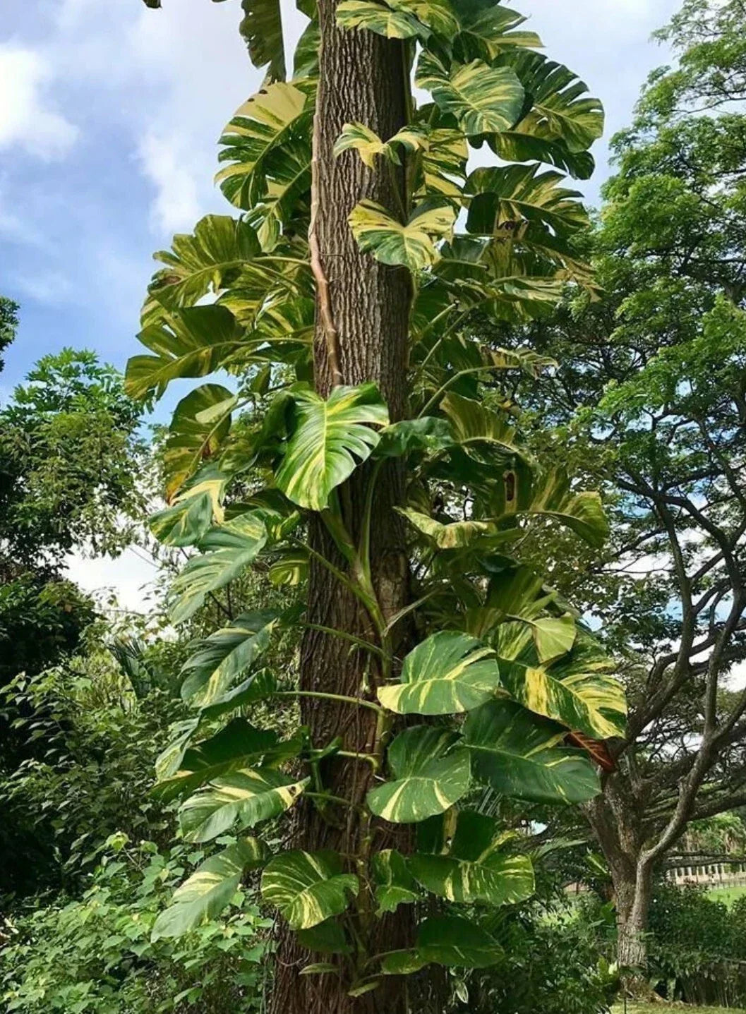 Golden Queen Pothos Vine 24" Rooted Houseplant, Epipremnum aureum, Trailing Indoor Plant with Variegated Leaves