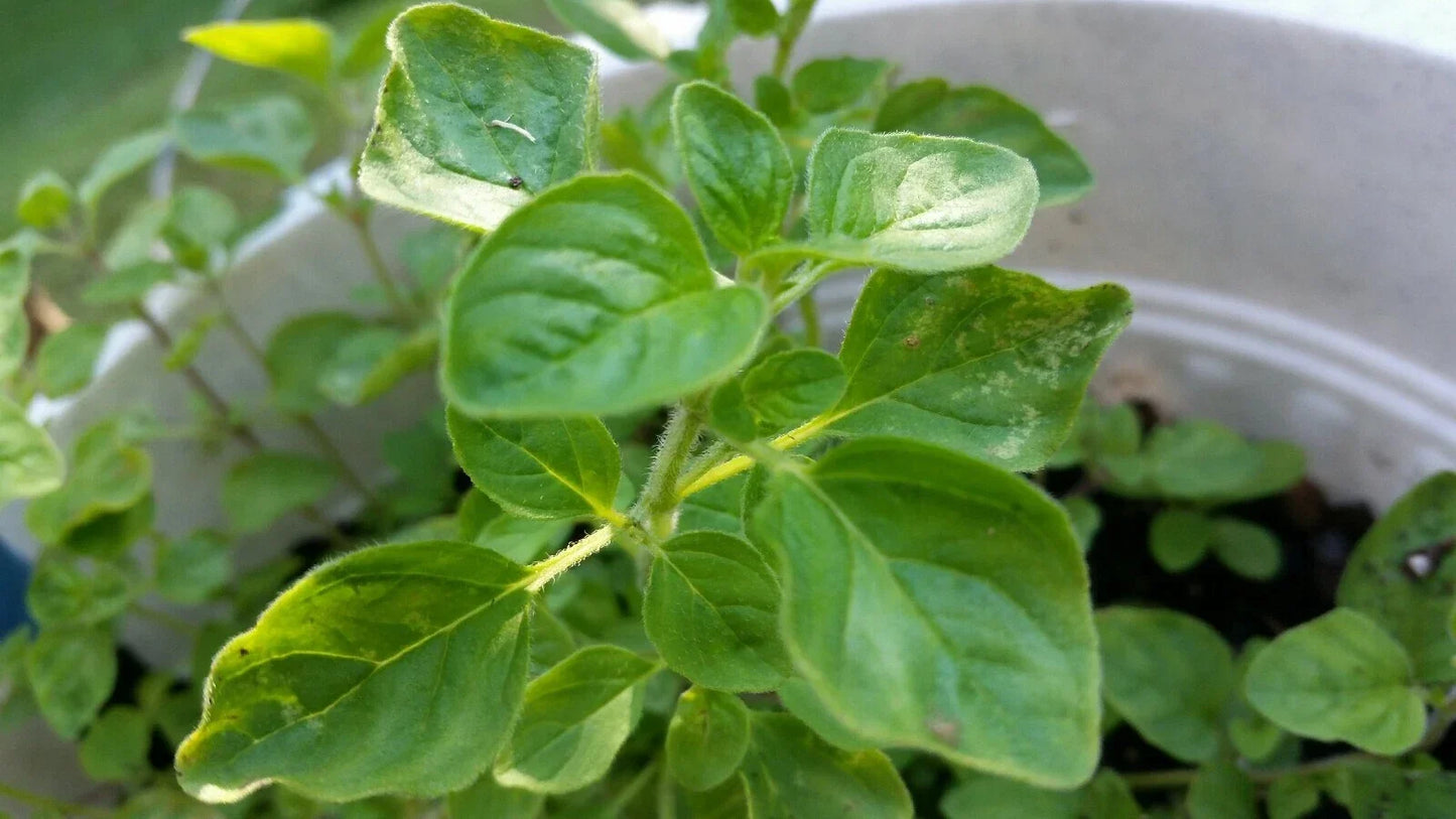 Greek Oregano Live Bareroot Plant Cutting - Aromatic Culinary Herb, Compact, Origanum vulgare subsp. hirtum