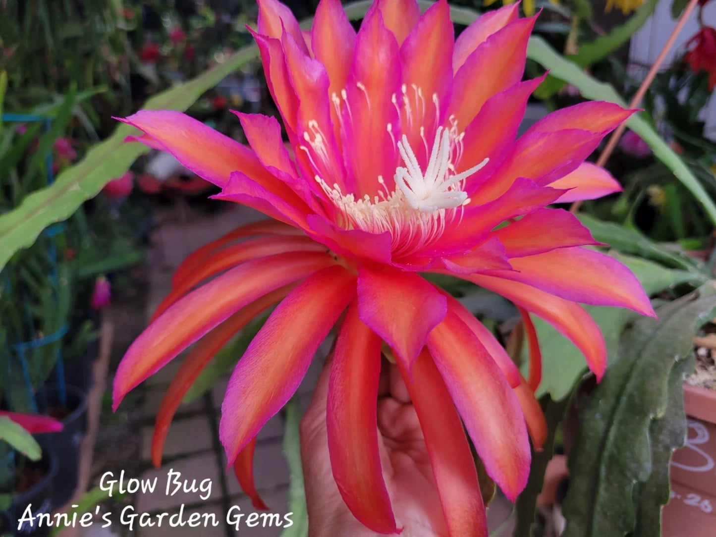 Epiphyllum Glow Bug Unrooted Cuttings – 8-10 Inches, Tropical Succulent, Indoor Plant Propagation, Epicactus, Climbing or Trailing