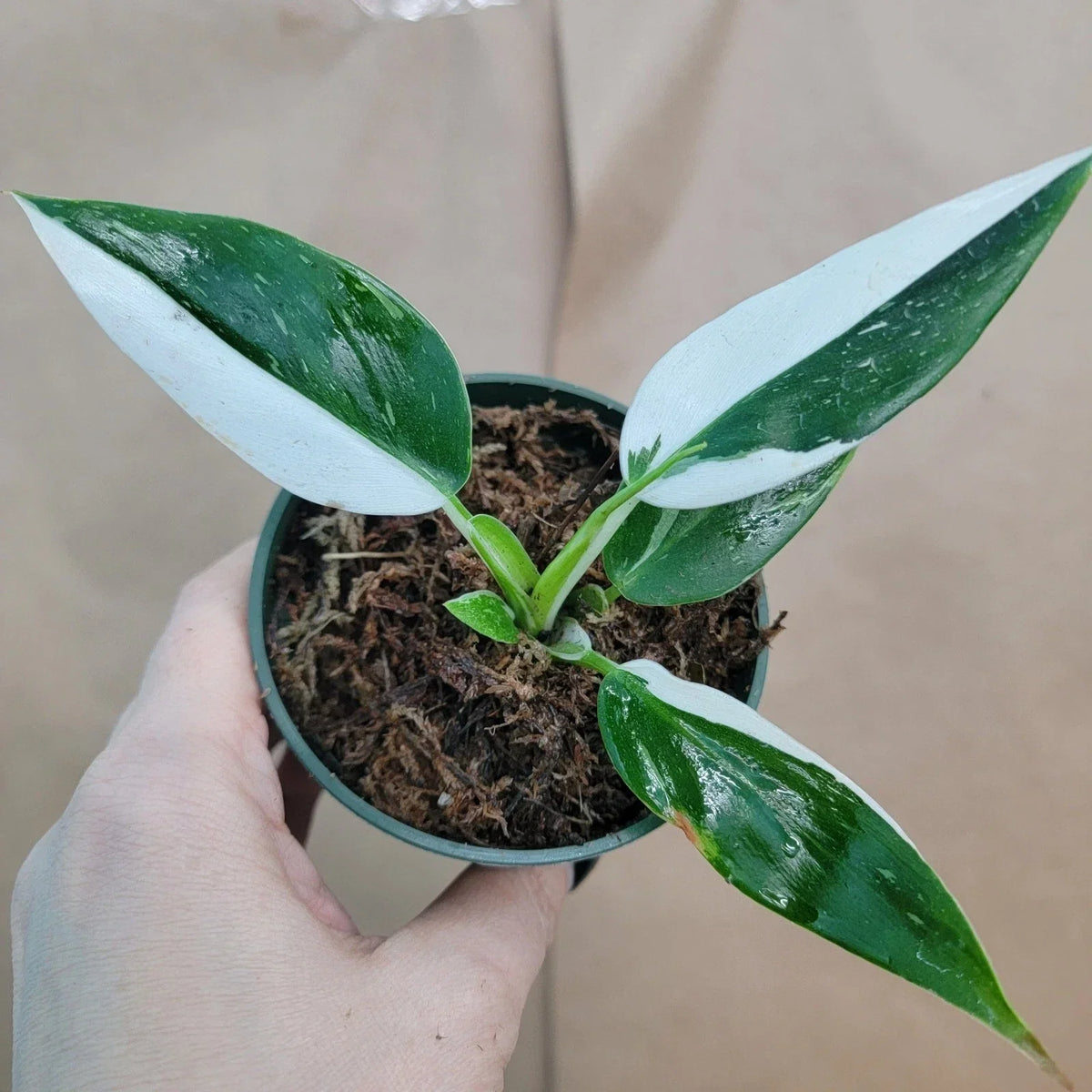 Rare Philodendron White Princess Plant - Variegated Aroid in 3" Pot | Indoor Collector's Plant | Philodendron erubescens