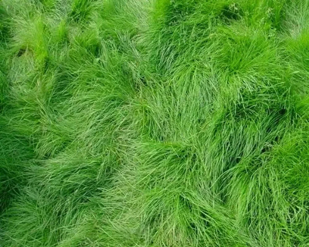Creeping Red Fescue Seeds 1,000 Count - Festuca rubra for Shade, Lawn & Erosion Control