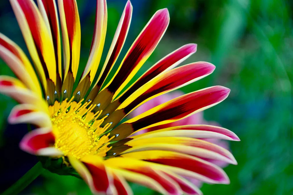 Gazinia Seeds - 100 Count - Gazania rigens Exotic Varieties for Planting