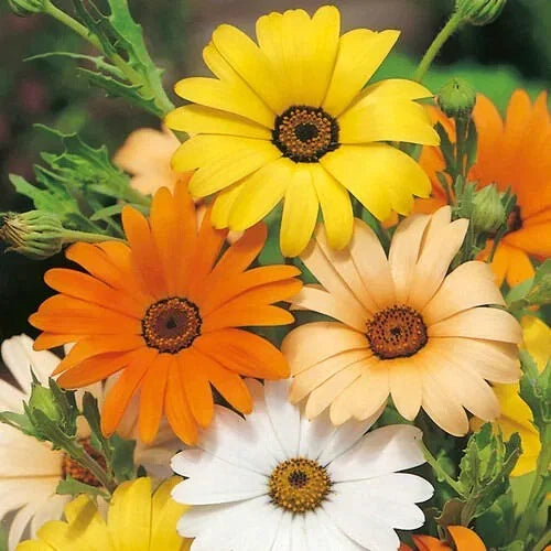African Daisy Seeds - Heirloom Non-GMO Flower Seeds Pack of 50 - Vibrant Arctotis stoechadifolia for Pollinator Gardens