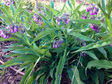 Organic Common Comfrey Plants - Pesticide-Free - Permaculture Companion - Compost Booster (Symphytum officinale)