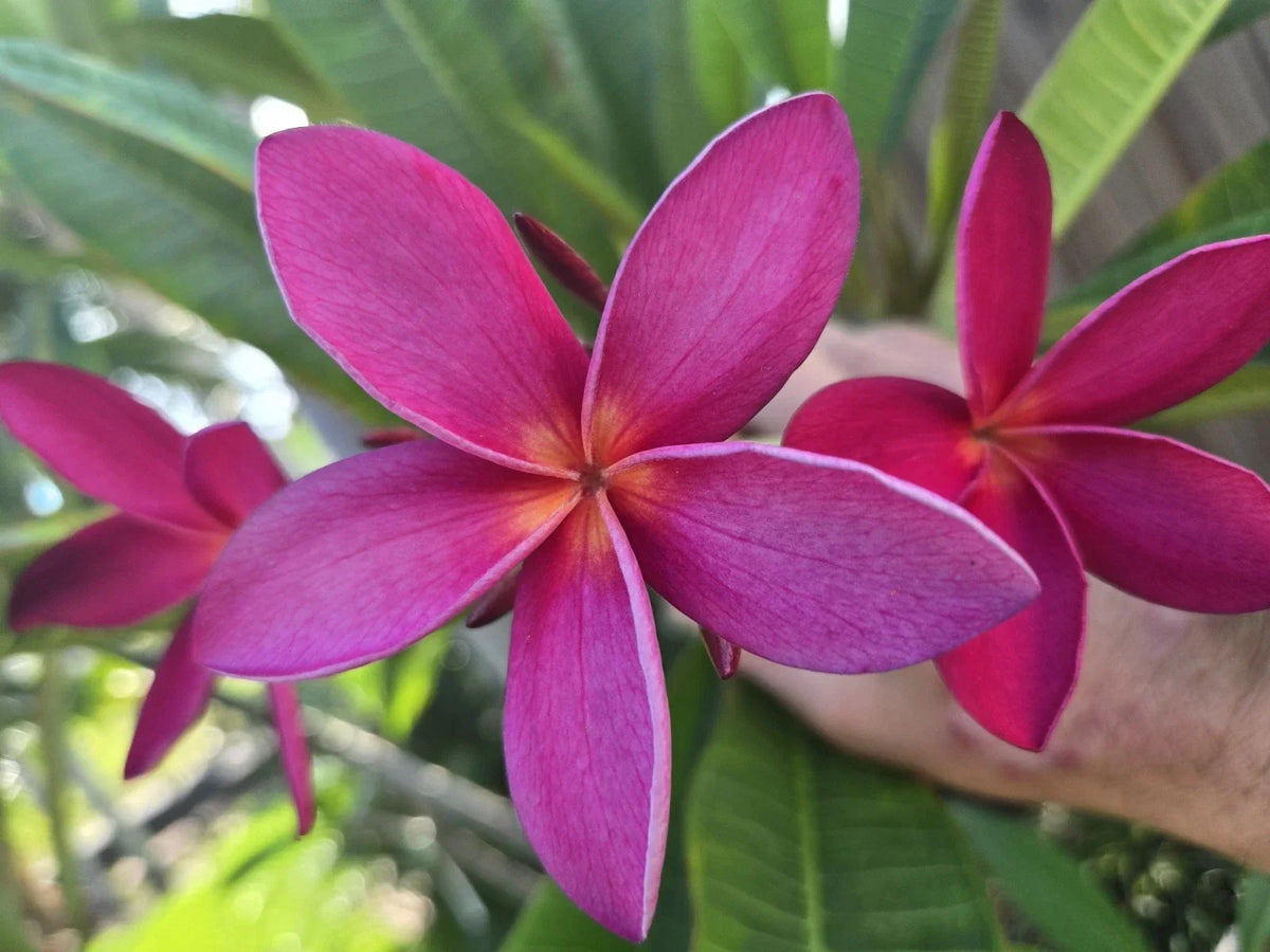 Rare Hawaiian Plumeria Cutting - Kaneohe Sunset Fragrant Tropical Plant - Plumeria spp.