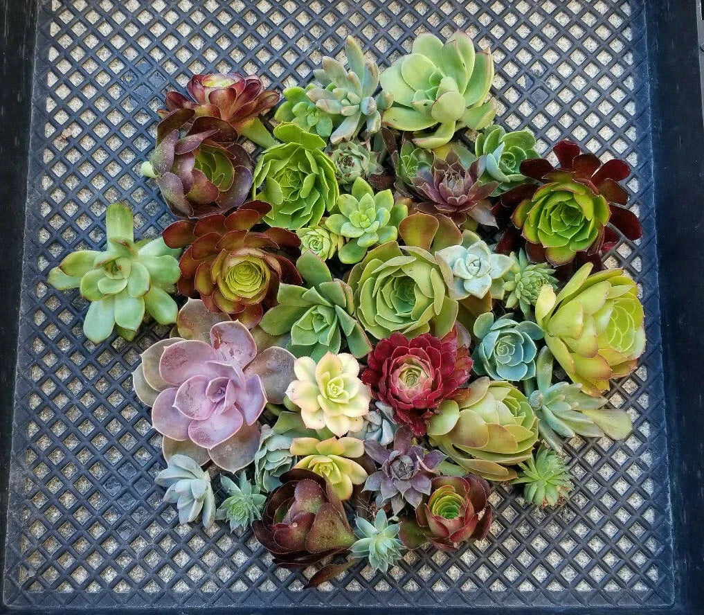 Succulent Cuttings Lot of 10 | Echeveria, Aeonium, Sempervivum Rosettes | Drought-Resistant Indoor & Outdoor Plants