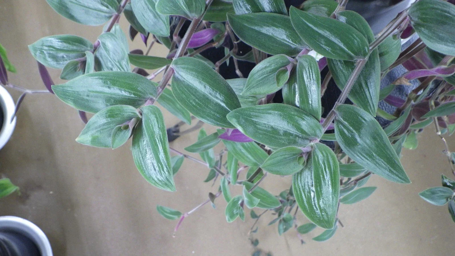 Wandering Jew Cuttings - Tradescantia Chrysophylla "Baby Bunny Bellies" Indoor Houseplant Propagation