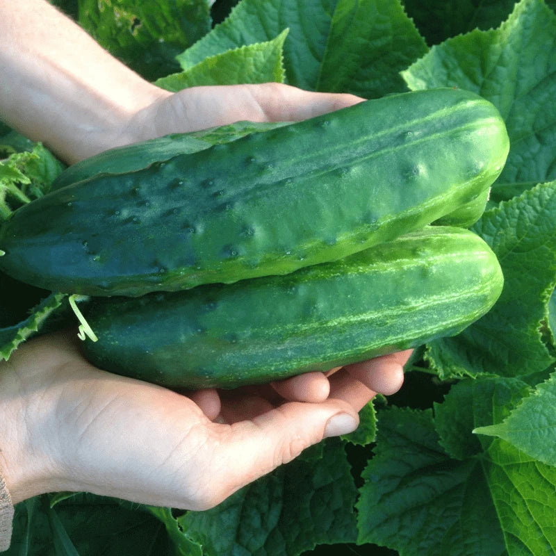 Heirloom Organic Cucumber Seeds - Spacemaster 80, Non-GMO, Compact Bush Variety for Container Gardening, 100+ Seeds
