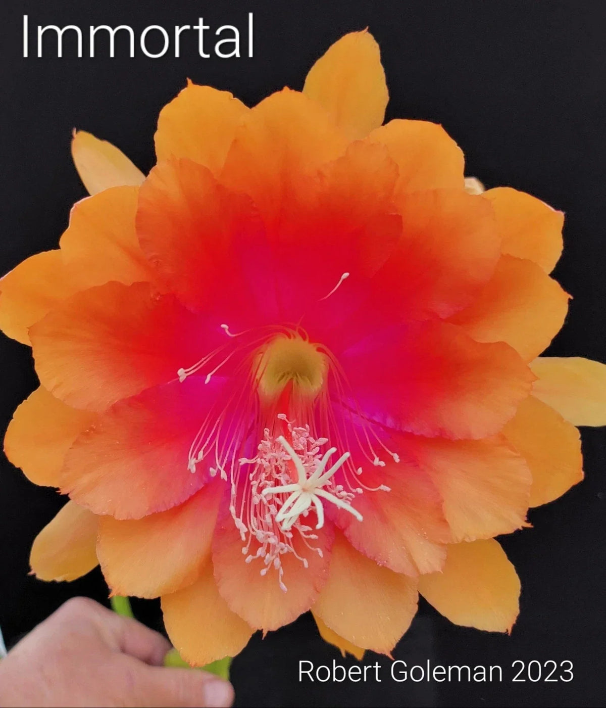 Epiphyllum 'Immortal' Unrooted Cutting - Rare Orchid Cactus Propagation Plant - Unique Houseplant Cutting