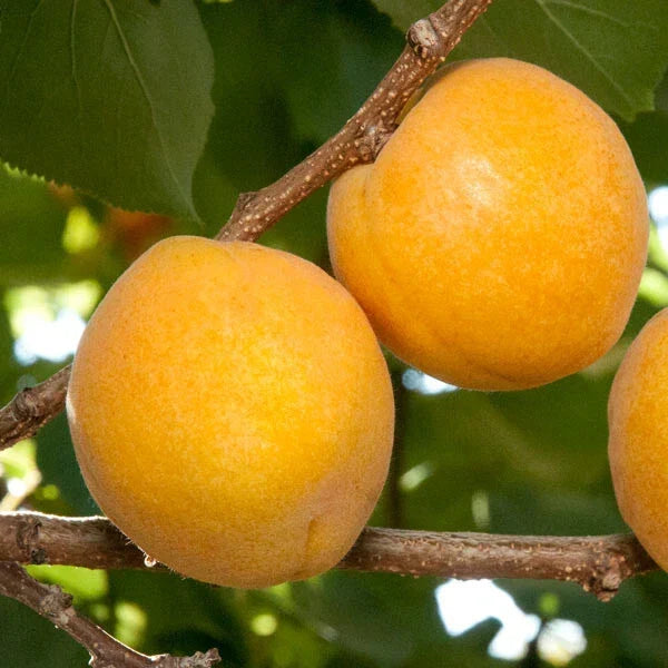 Aprium Scions Cuttings - Flavor Delight Hybrid - Apricot Plum Graftable Prunus Armeniaca x Prunus Domestica
