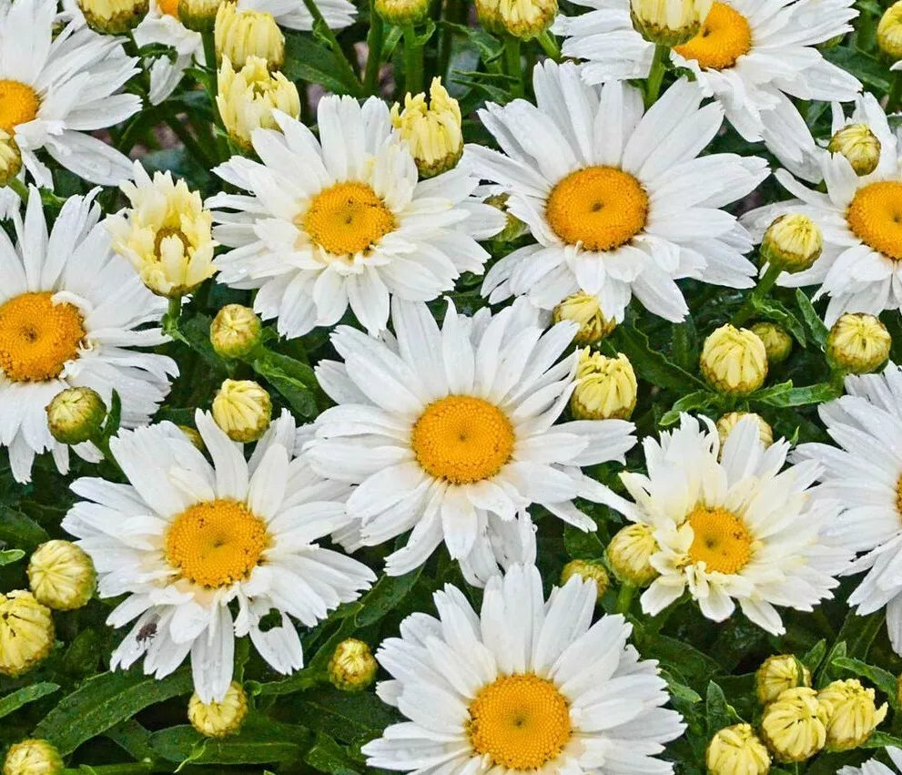 Shasta Daisy Flower Seeds 500+ Perennial White Blooms Leucanthemum superbum Bee Butterfly Friendly
