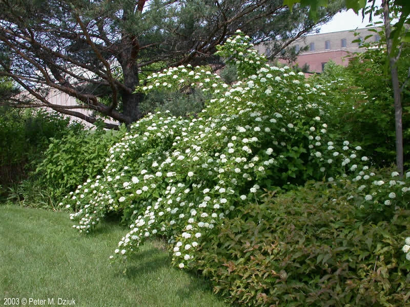 Ninebark Plant 12-18 Inches Live Bare Root Physocarpus opulifolius - Hardy Shrub for Zones 5-9