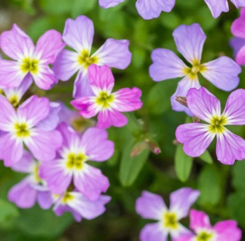 Virginia Stock Seeds 100 Pack, Colorful Malcolmia maritima Annual Flower Seeds for Borders & Containers
