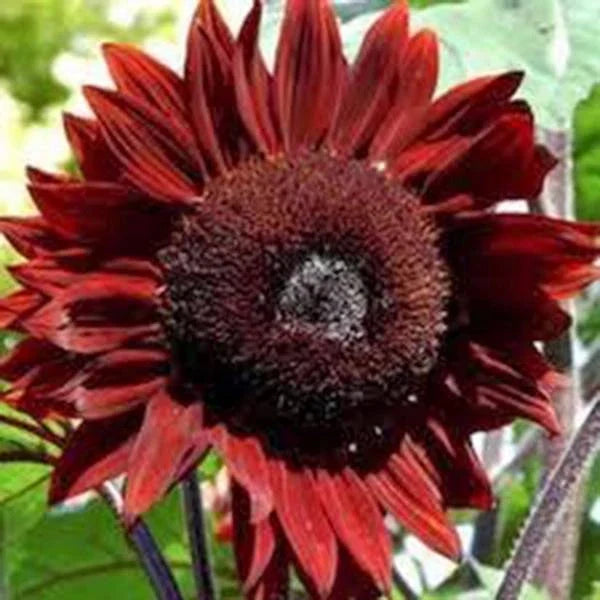 Red Sunflower Seeds 100 Count Bright Red Blooms Helianthus annuus Garden, Pollinator-Friendly, Easy to Grow