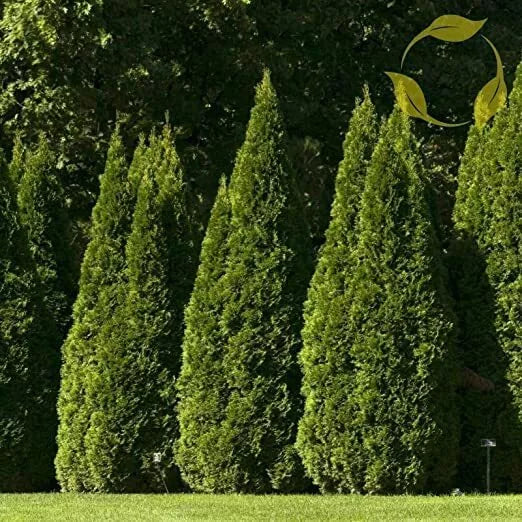 40 Oriental Arborvitae Tree Seeds - Platycladus orientalis Evergreen Trees for Garden Landscaping